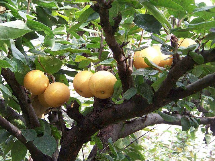 Boomstick reccomend Asian nursery pear tree
