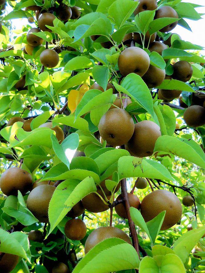 Crusher reccomend Asian nursery pear tree