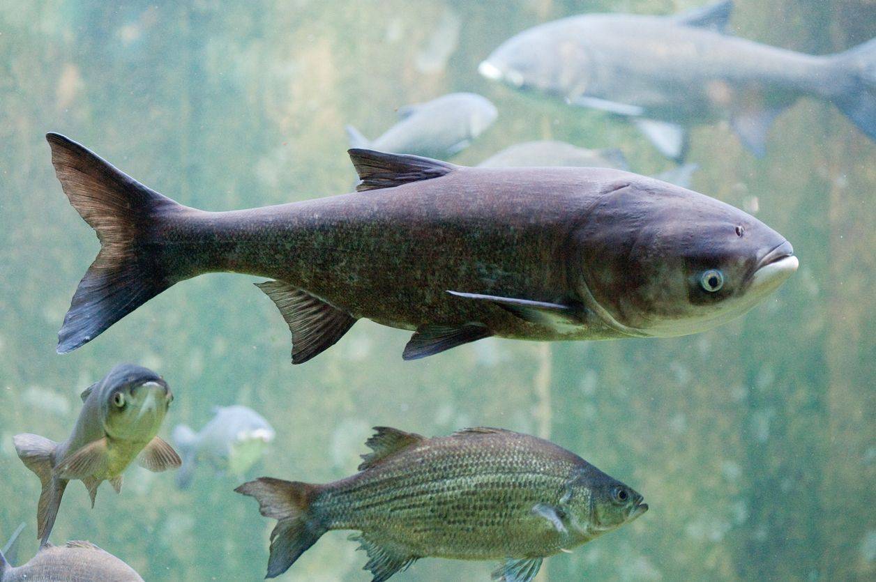 Chanel reccomend Asian carp threat to ecology