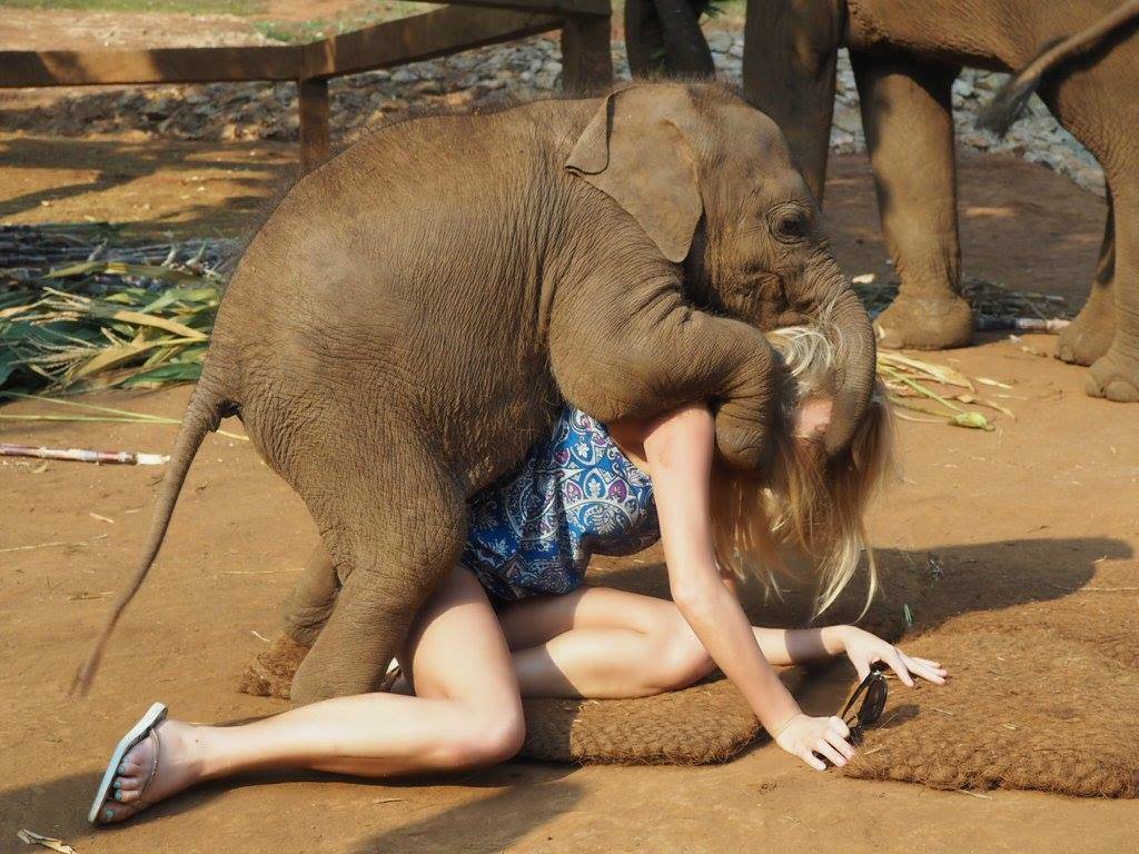 best of Fucked Girls elephant getting by