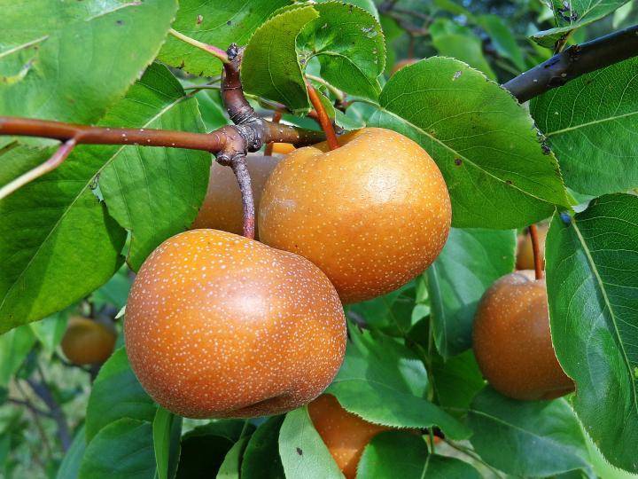 Megalodon reccomend Asian nursery pear tree
