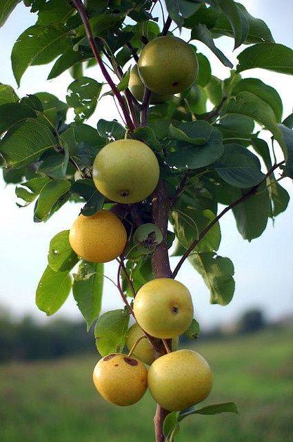 best of Pear tree nursery Asian