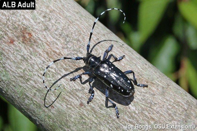 Robber recommend best of longhorned new Asian beetle