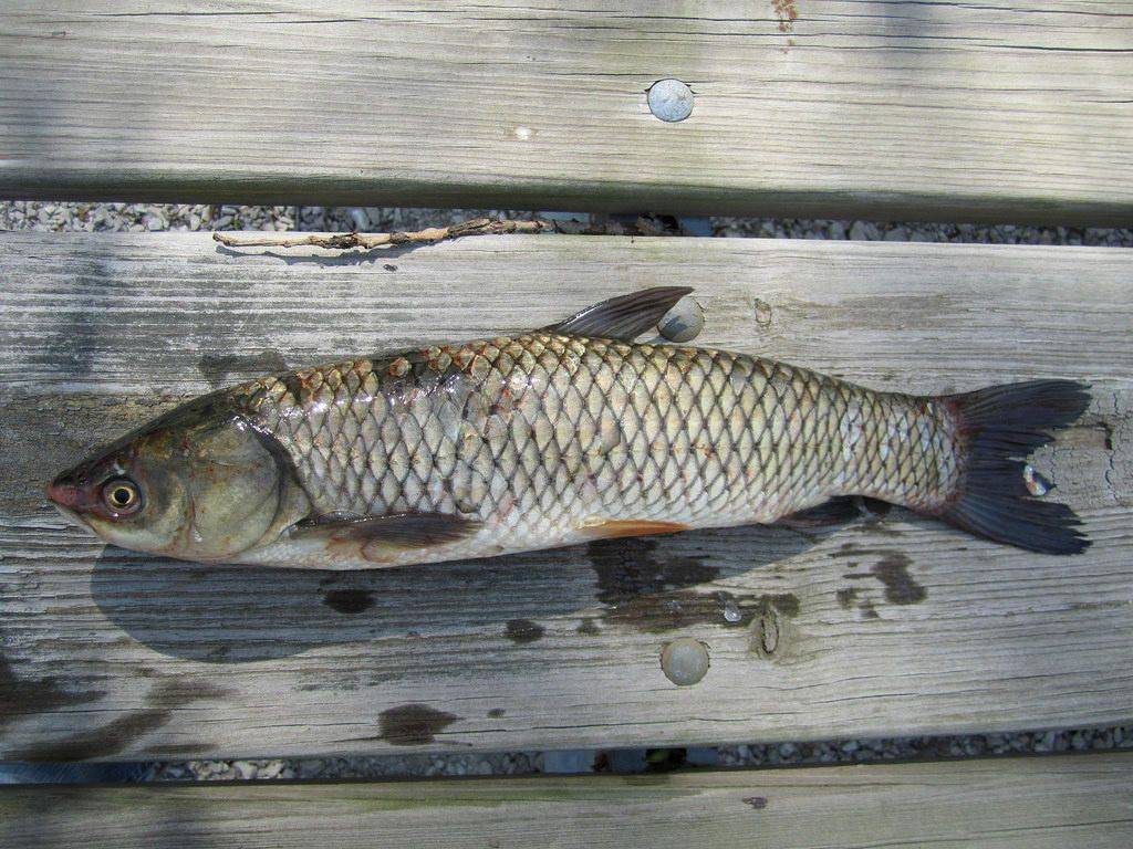 Marine reccomend Asian carp threat to ecology