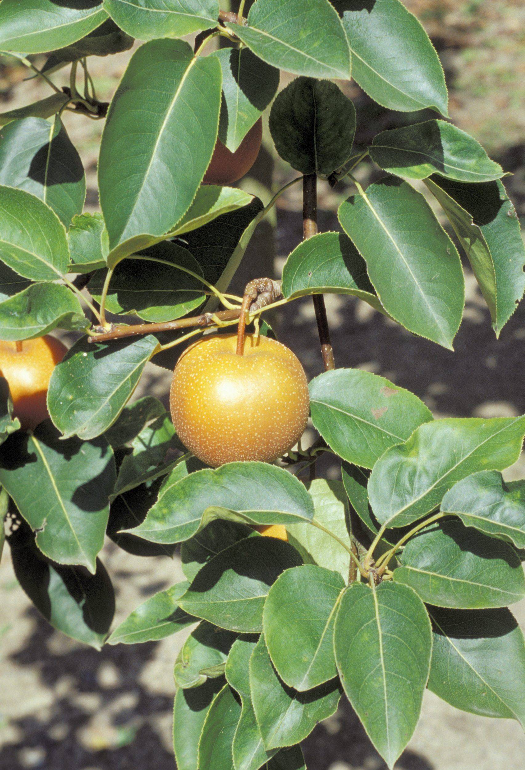 Quarterback recomended nursery tree Asian pear