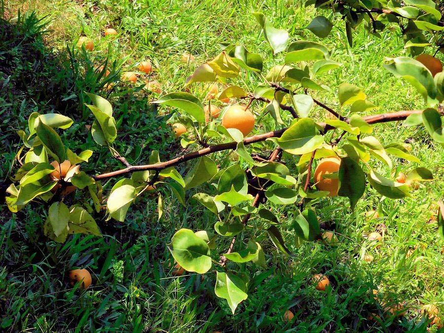Winter reccomend Asian nursery pear tree
