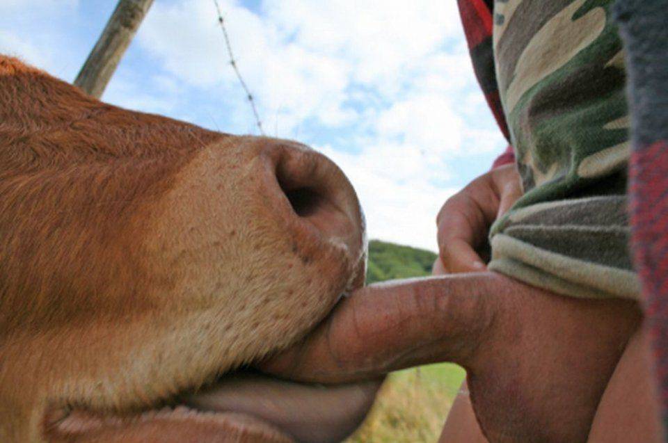Pop R. recommend best of cow Blowjob from