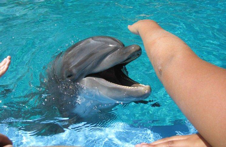 best of Dolphin orgasm with Girl having