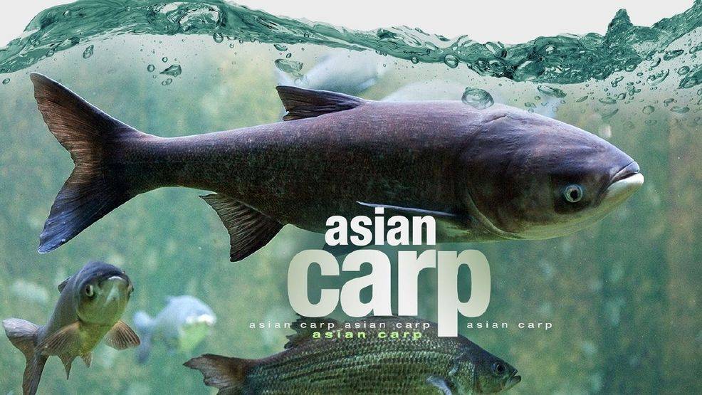best of Ecology threat to Asian carp