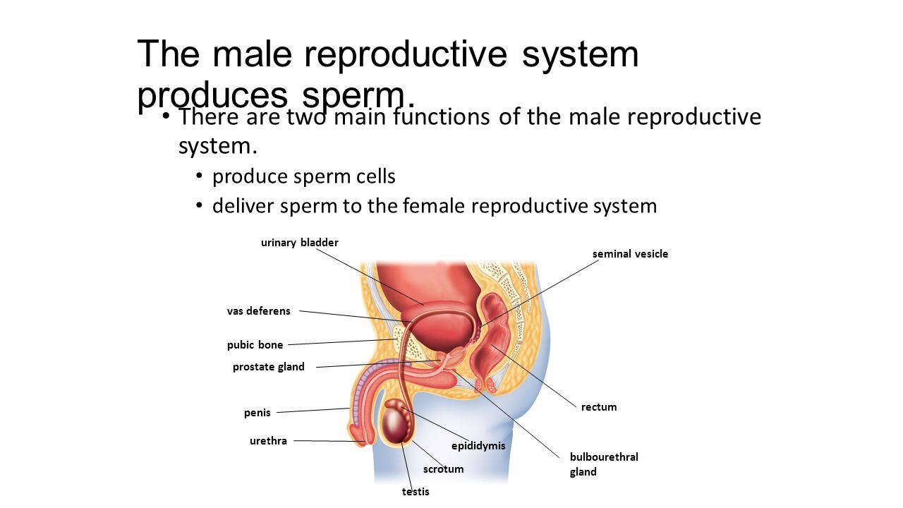 Engine reccomend Process of producing sperm cells