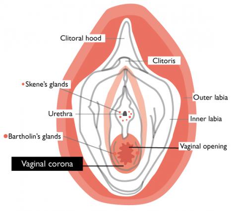 best of Deep in vagina the hymen the How is