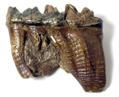 Big bone lick fossils