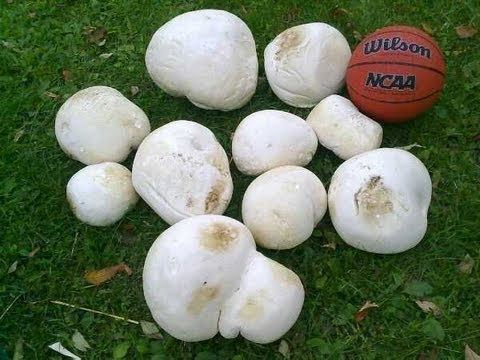 Mushroom hunting in ohio