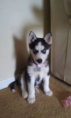Boomerang reccomend 2 month old husky