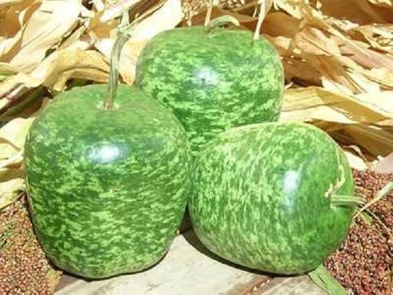 Rifle reccomend Apple gourds die before mature