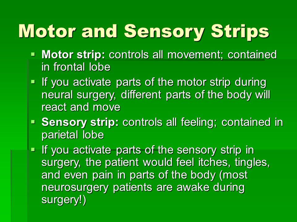 Lem /. L. reccomend Motar strip and sensory striop