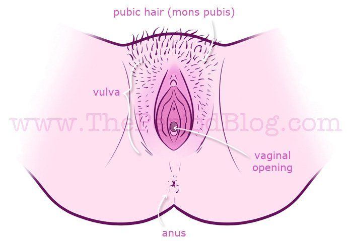 Find vagina hole