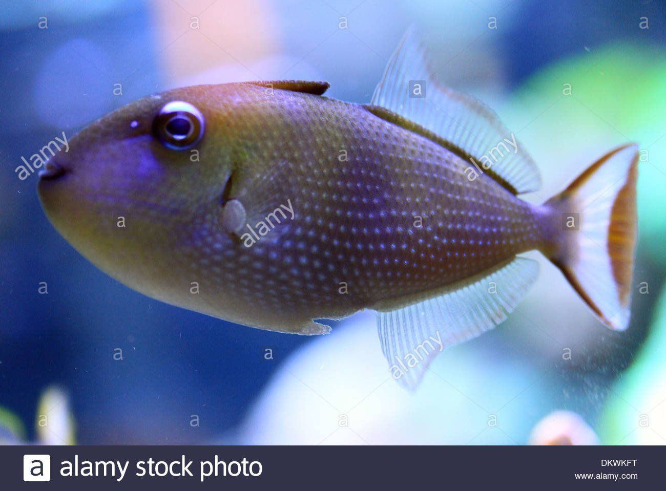 best of Throat Adult triggerfish blue