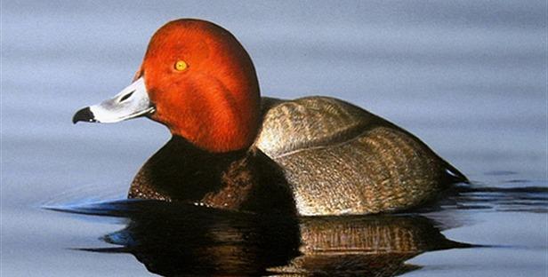 Duck photo redhead
