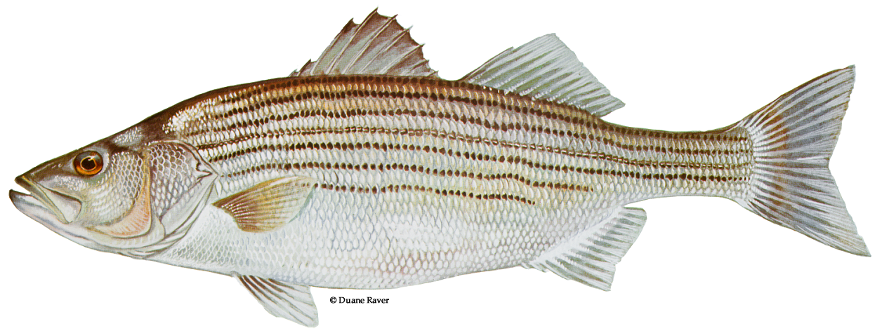 Striped fish images