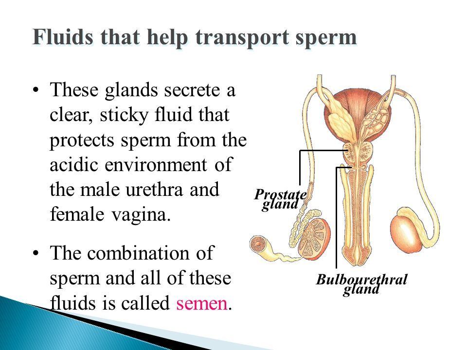 Crisp reccomend Makes fluid that protects the sperm