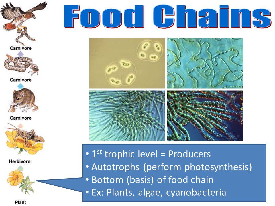 Snapple reccomend Bottom chain food marine