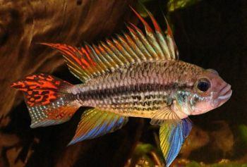 Polar reccomend Dimorphism fish freshwater sexual