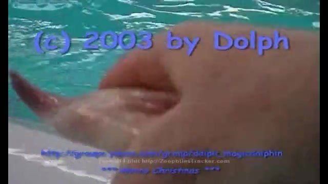 Shortbread reccomend Dolphin porn sex whith woman pictures