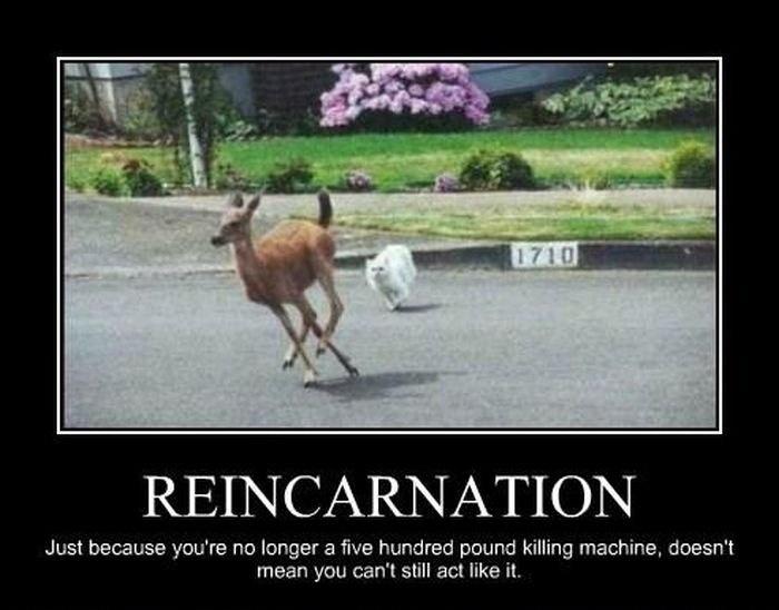 best of Quote reincarnation Funny
