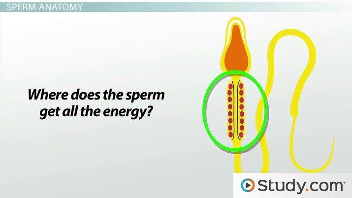 Skyscraper reccomend Process of producing sperm cells
