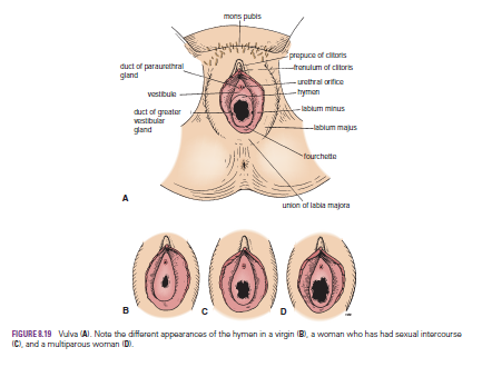 Female vagina orgasm