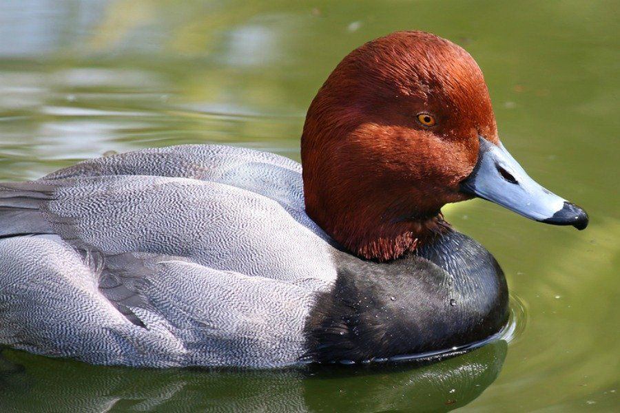 best of Photo redhead Duck