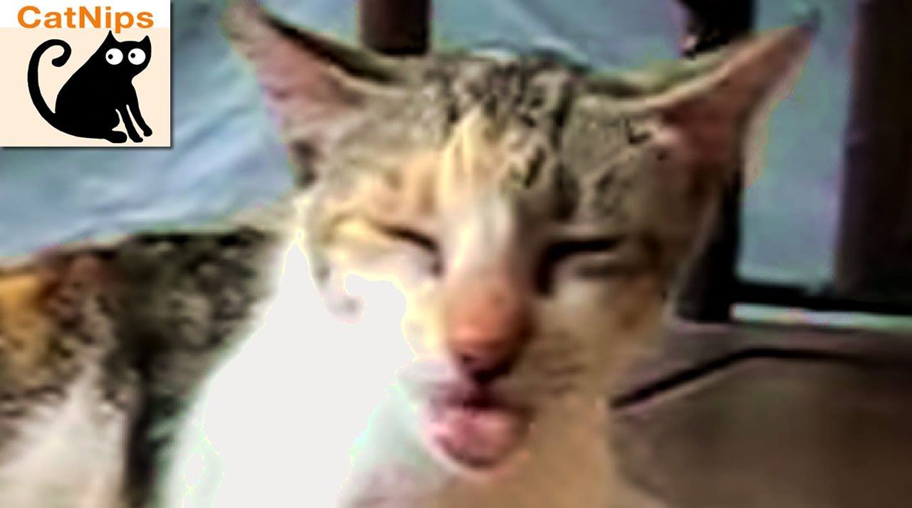 Rosebud reccomend Why cat lick when backis scratched