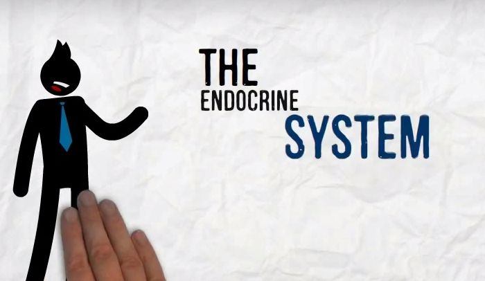 Fun endocrine system facts