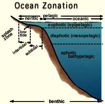 best of Penetration zone the neritic Light of