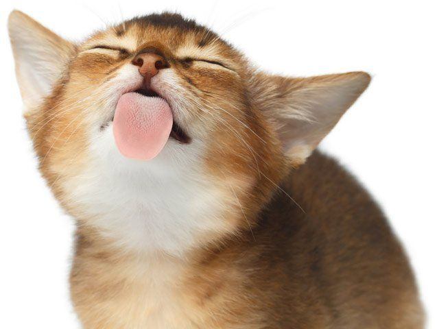 best of Scratched lick Why backis cat when