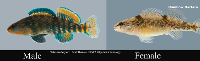 Dimorphism fish freshwater sexual