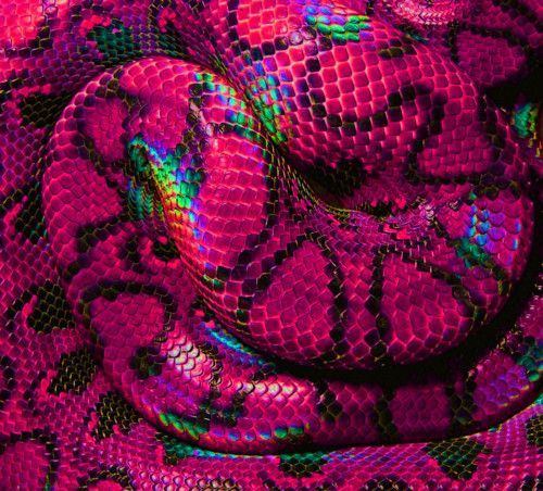 Are there purple snakes