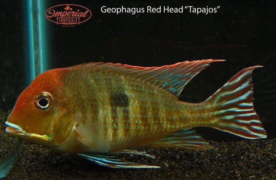 best of Redhead tapajos Geophagus