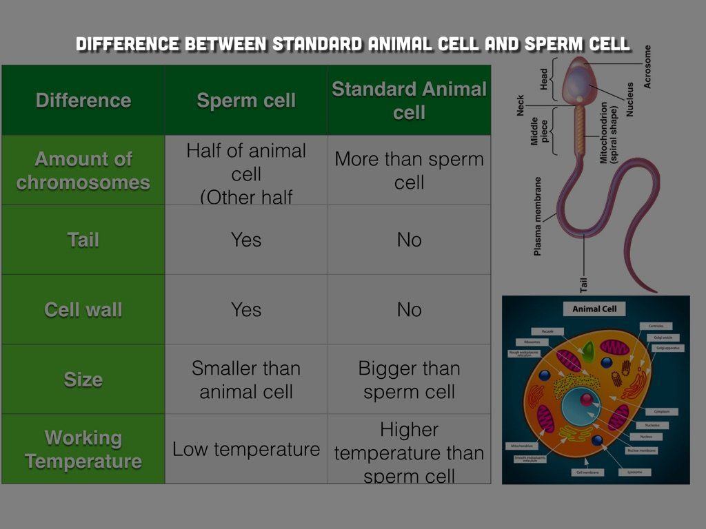 Jail B. reccomend Difference between sperm and egg