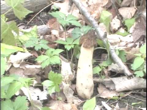 Wonder W. reccomend Mushroom hunting in ohio