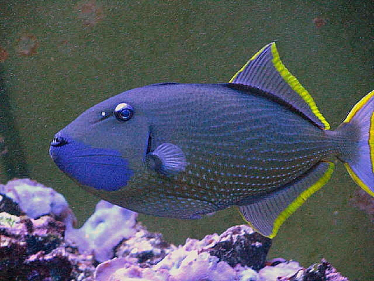 best of Throat Adult triggerfish blue