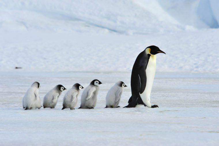 Versace reccomend Two penguins on an iceberg joke