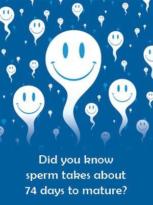 How long for sperm to mature