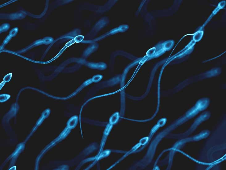 How long is sperm alive