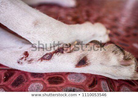 best of Granuloma lick Labrador retriever