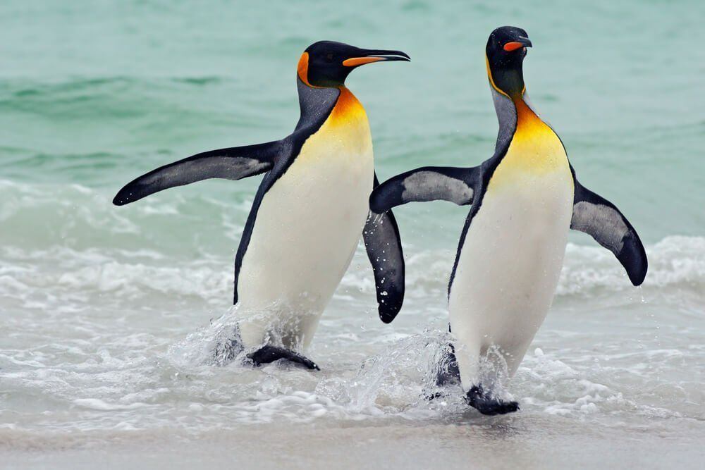 Two penguins on an iceberg joke