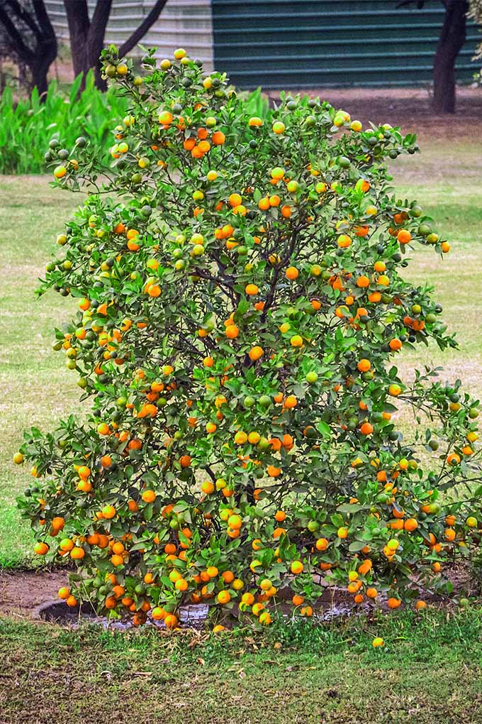 best of Trees Midget fruit