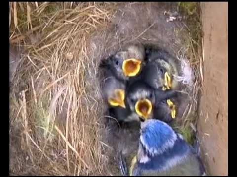 Firemouth reccomend Blue tits hatching