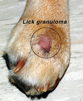 Rocky reccomend Labrador retriever lick granuloma